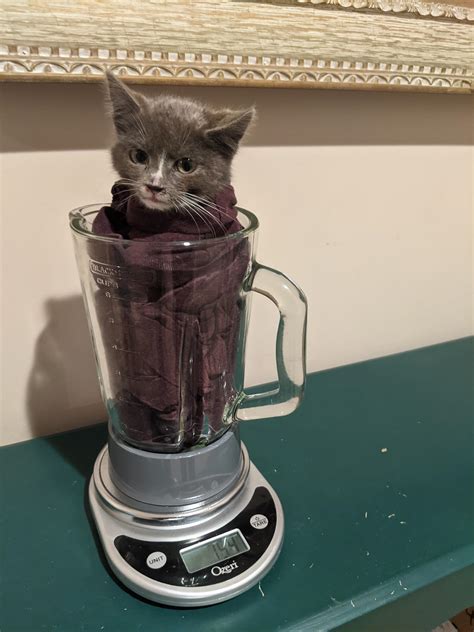 cat in blender video reddit|To everyone who saw the Cat Blender Video, why did you seek。